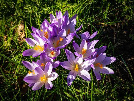 Winter crocus flowers in bloom February 2020