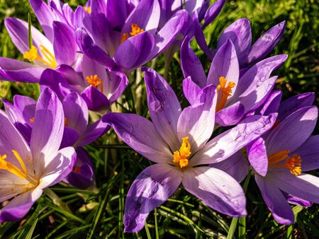 Winter crocus flowers in bloom February 2020の写真素材