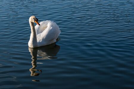 Adult mute swan, cygnus olor, with winged feathers in busking pose with reflection in clear water