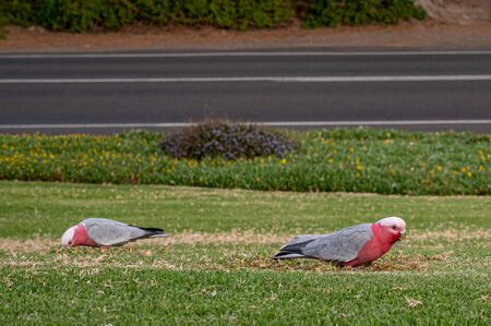 Wild galah birds, Eolophus roseicapilla, feeding on grass at dusk, Apollo Bay, Victoria, Australia
