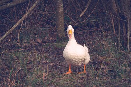 Isolated pekin duck standing on a river bank quackingの写真素材
