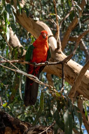 Male Australian King Parrot, Alisterus scapularis, perched on a tree branch, Kennett River, Victoria, Australiaの写真素材
