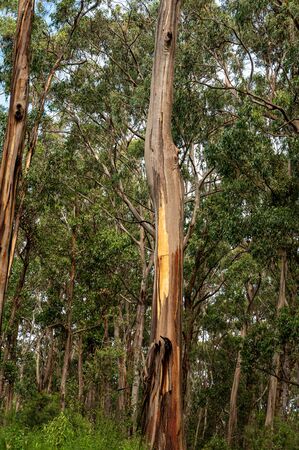 Regrowth of trees following the forest fires of 2019 and 2020, Great Otway National Park, Australiaの写真素材