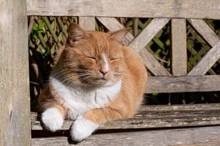 Domestic ginger cat sitting on bench in warm spring sunlight