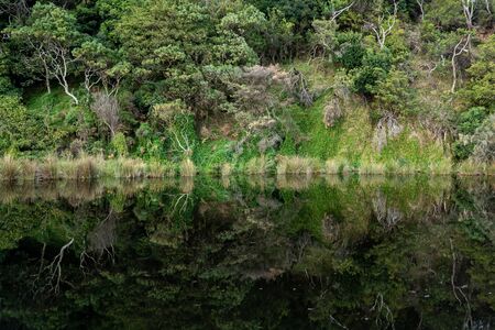 Woodland reflections in Kennett River, Great Ocean Road, Australiaの写真素材