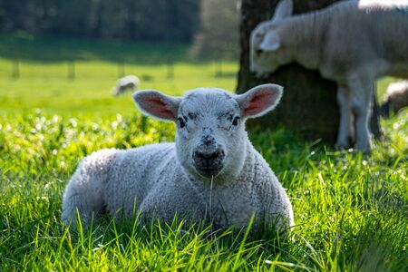 Newborn lambs laying on grass in the shade, hiding from the hot April sunshine