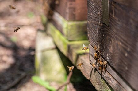 Honeybee beehive with bees swarming back to the nest