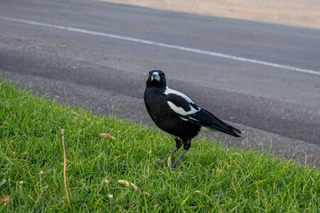 Australian Magpie, Gymnorhina tibicen, perched on the side of the road, Apollo Bay, Great Ocean Road, Australiaの写真素材