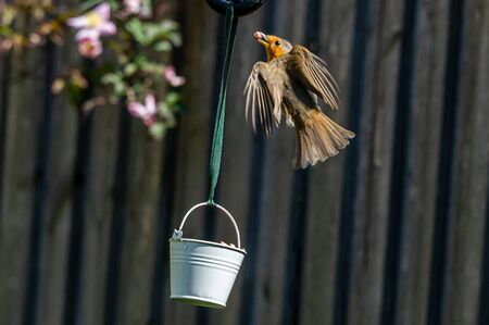 Urban wildlife as a robin flies towards a suet filled bird feeder