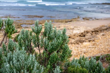 Shrubs growing at the edge of the beach, Torquay, Great Ocean Road, Australia