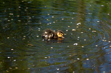 Mallard ducklings swimming on a lake in April sunshineの写真素材