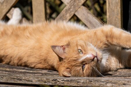Third eyelid visible as ginger tom cat just woken up from sunbathing