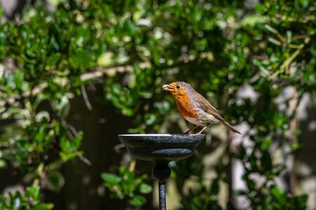 Wild robin, erithacus rubecula, perched on suet garden bird feederの写真素材