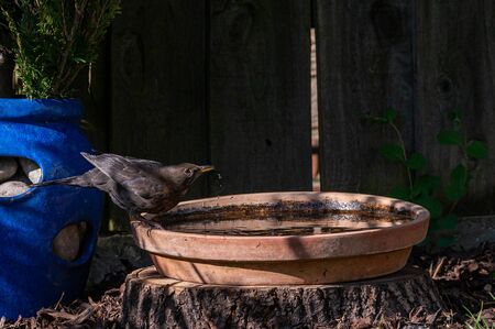 Female blackbird drinking from a bird bath