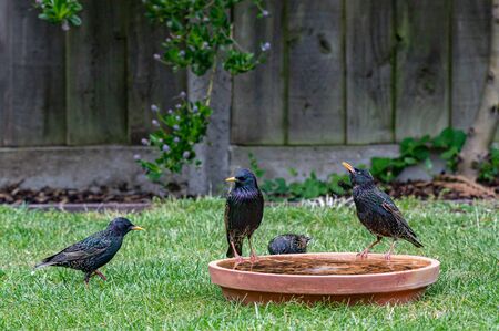 Starlings meeting at the bird bathの写真素材