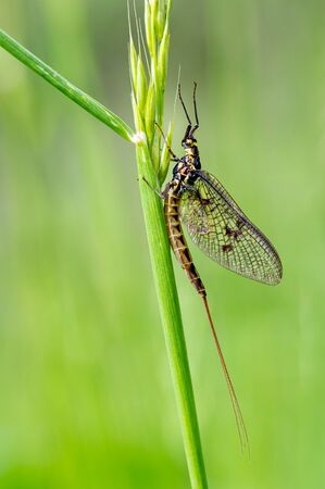 Adult mayfly, ephemera danica, resting on a blade of grassの写真素材