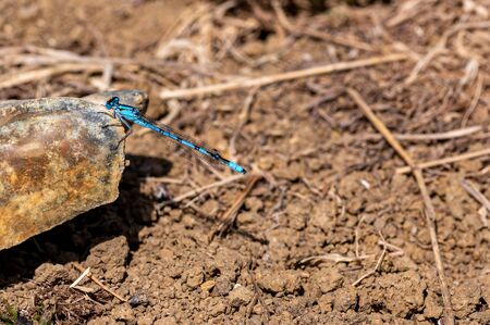 Male common blue damselfly, Enallagma cyathigerumの写真素材