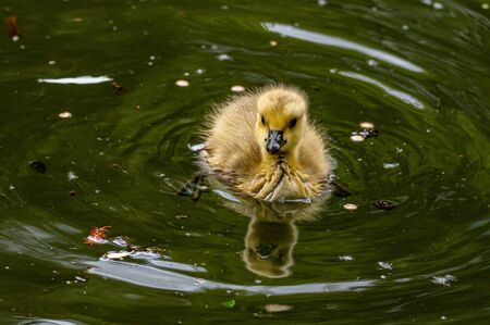 Canada goose, Branta canadensis, goslingの写真素材