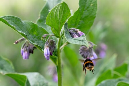 White tailed bumblebee, Bombus lucorum, flying from flower to flower of the common or wild comfrey flowerの写真素材