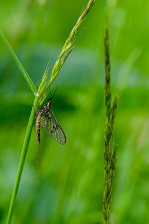 Adult mayfly, ephemera danica, resting on a blade of grassの写真素材