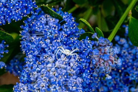 White crab spider, Misumena vatia, waiting inside the purple flowers of the garden shrub Californian Lilac, ceanothus thyrsiflorusの写真素材