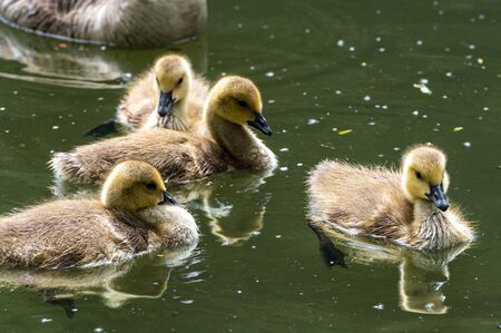 Canada goose, Branta canadensis, goslingの写真素材