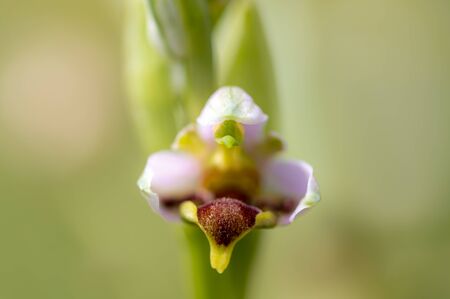 Bee orchid wild flower, ophrys apifera in springの写真素材