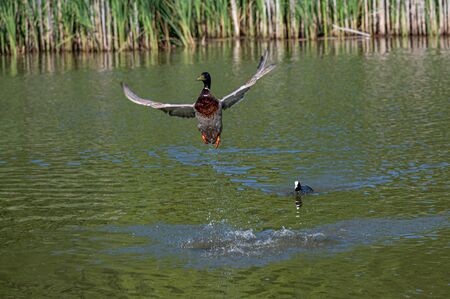 Male mallard being chased out of the water and into flight by a coot duckの写真素材
