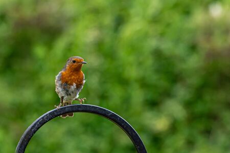 Robin, Erithacus rubecula, coming into land on a metal bird feeder frame