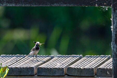 Pied wagtail, Motacilla alba, eating a Banded Demoiselle damselflyの写真素材