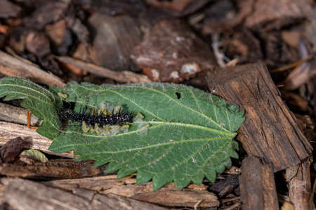 毛虫の写真 イラスト素材一覧 39 411件 ストックフォトのamanaimages Plus