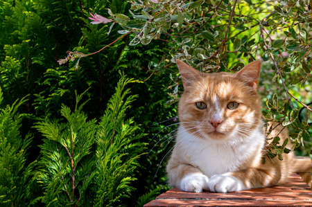 Ginger cat resting on garden wall in dappled sunlight