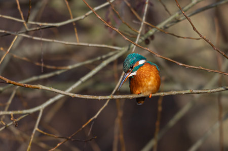 Female common kingfisher, alcedo atthis, perched on winter branchesの写真素材