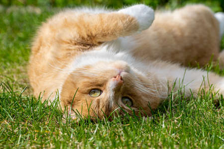 Orange cat relaxing on grass lawnの写真素材