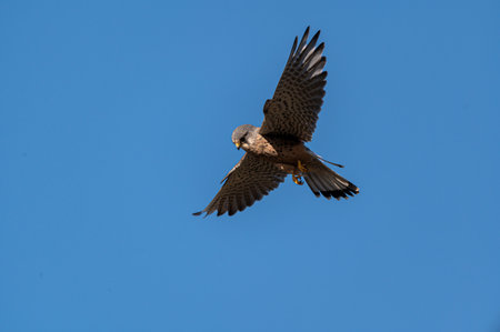 Male kestrel bird of prey, Falco tinnunculus, in flight hunting for preyの写真素材