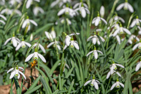 Honey bees feeding on pollen from early spring snowdrops in unusually warm, sunny February weatherの写真素材
