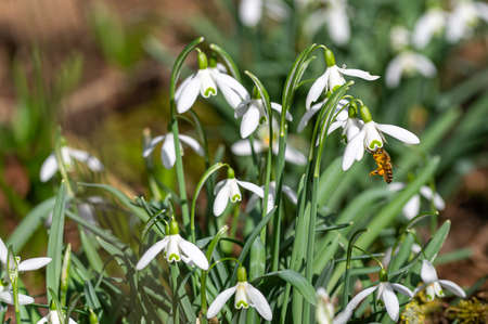 Honey bees feeding on pollen from early spring snowdrops in unusually warm, sunny February weatherの写真素材