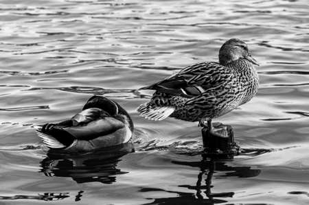 Mallard ducks stretching their legsの写真素材