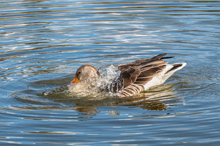 Greylag goose, anser anser, splashing and preening feathersの写真素材