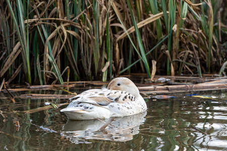Leucistic mallard duck with lighter pigmentation. Leucism is a common cause of unusual plumage in waterfowlの写真素材
