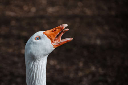 Portrait of angry, hissing white Embden gooseの写真素材