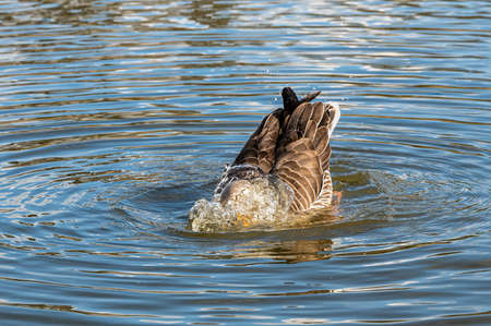 Head below water for a greylag goose back, anser anserの写真素材