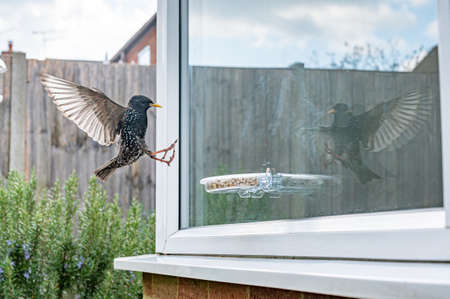 Garden town wildlife as a starling, Sturnus vulgaris, eats from a window suet bird feeder