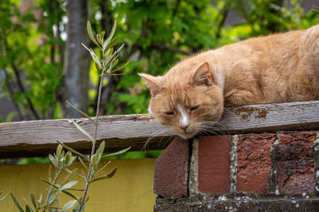 Domestic ginger orange cat perched on garden wallの写真素材
