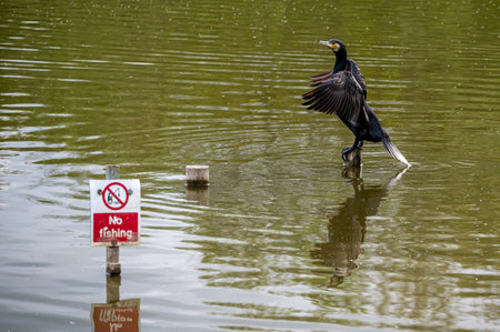 Cormorant, Phalacrocorax carbo, perched on a wooden post close to a no fishing signの写真素材