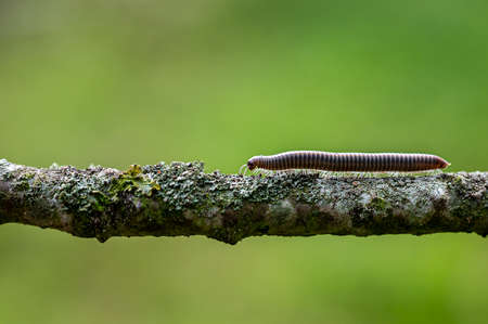 Striped Millipede,  ommatoiulus sabulosus, walking along a fallen tree twigの写真素材