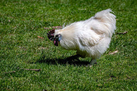 White Silkie chicken, also known as silky or Chinese silk chickenの写真素材