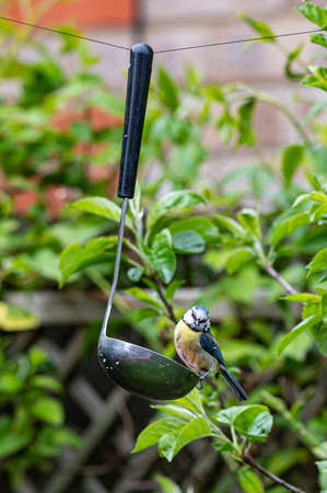 Blue tit feeding from a kitchen ladle spoon filled with suet bird foodの写真素材