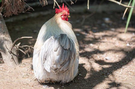 Male Lavender Pekin Bantam chicken