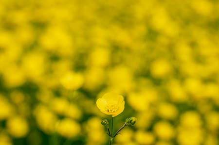Field of vibrant yellow buttercup flowersの写真素材